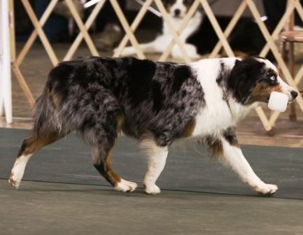 Photo of  Babika in Open Obedience